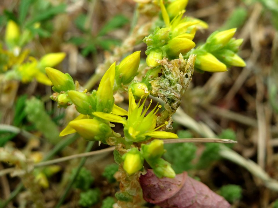 Scharfer Mauerpfeffer (Sedum acre) im Bürgerpark Saarbrücken