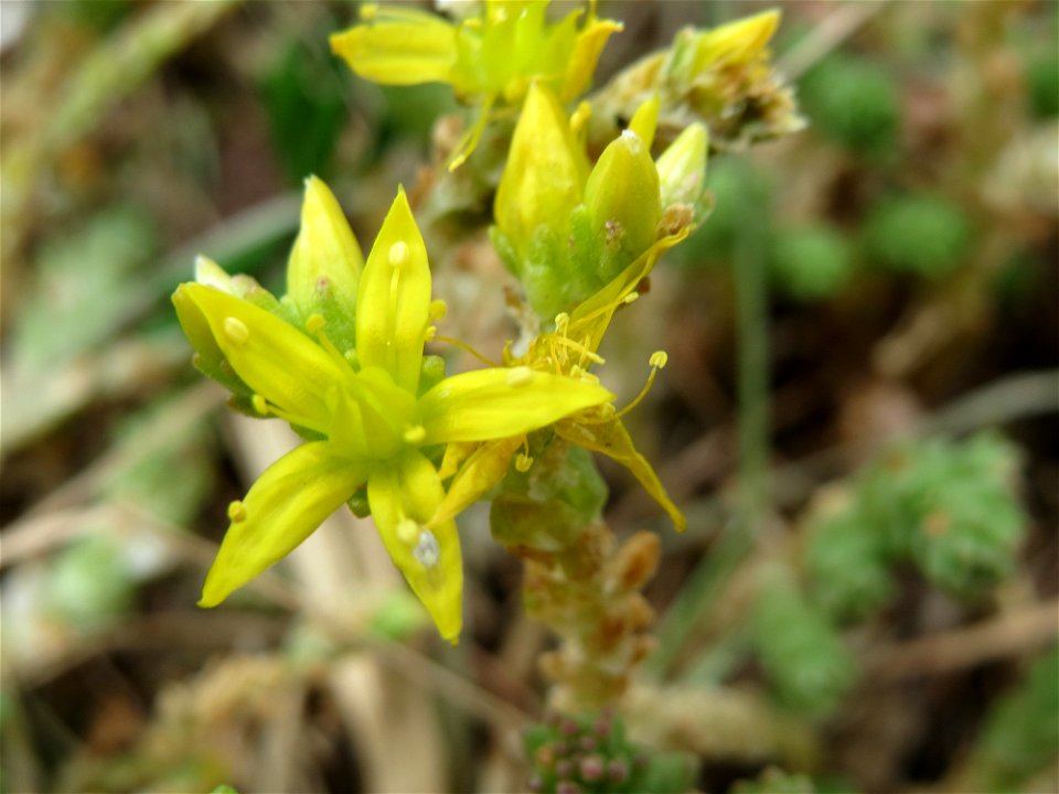 Scharfer Mauerpfeffer (Sedum acre) im Bürgerpark Saarbrücken