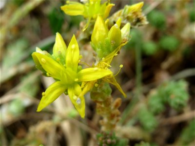 Scharfer Mauerpfeffer (Sedum acre) im Bürgerpark Saarbrücken