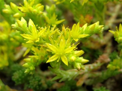 Scharfer Mauerpfeffer (Sedum acre) im Bürgerpark Saarbrücken