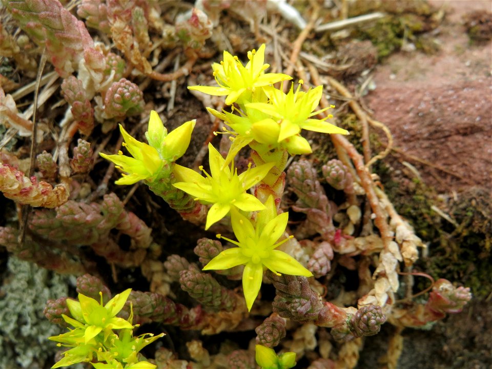 Scharfer Mauerpfeffer (Sedum acre) im Bürgerpark Saarbrücken