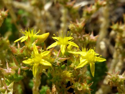 Scharfer Mauerpfeffer (Sedum acre) in Hockenheim