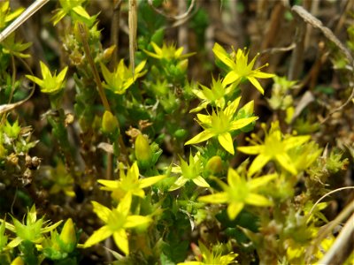 Scharfer Mauerpfeffer (Sedum acre) im Naturschutzgebiet Gewann Frankreich-Wiesental