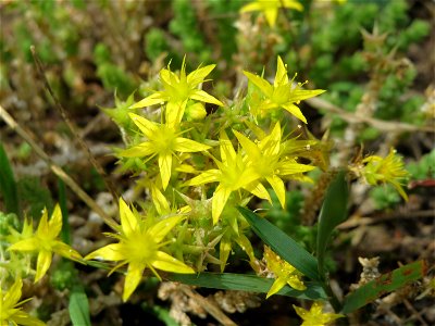 Scharfer Mauerpfeffer (Sedum acre) im Naturschutzgebiet Gewann Frankreich-Wiesental