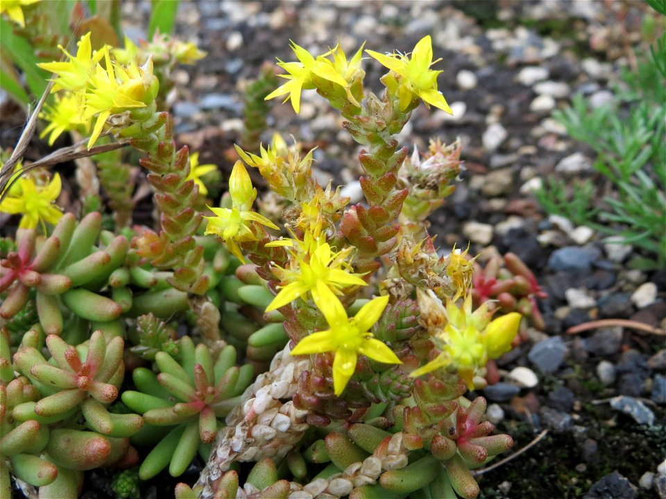 Scharfer Mauerpfeffer (Sedum acre) am Bahnhof Wiesental