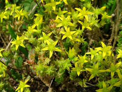 Scharfer Mauerpfeffer (Sedum acre) im Naturschutzgebiet Gewann Frankreich-Wiesental