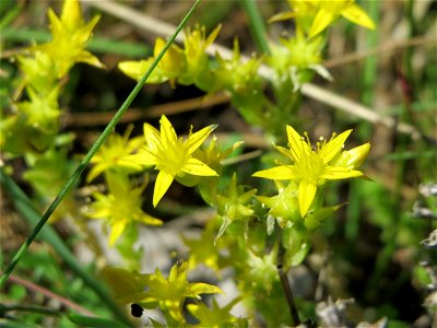 Scharfer Mauerpfeffer (Sedum acre) im Schwetzinger Hardt