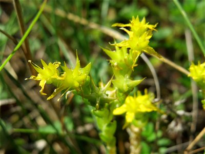 Scharfer Mauerpfeffer (Sedum acre) im Schwetzinger Hardt