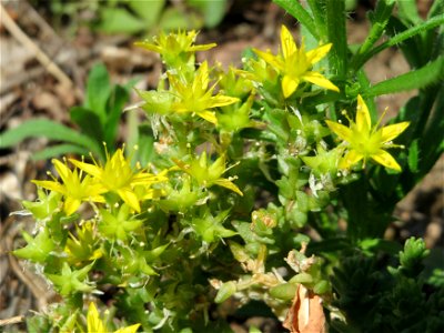 Scharfer Mauerpfeffer (Sedum acre) bei Neulußheim (Gemarkung Altlußheim)