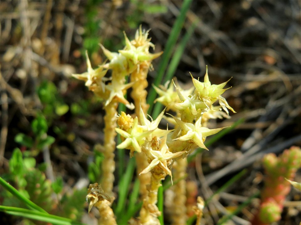 Scharfer Mauerpfeffer (Sedum acre) im Schwetzinger Hardt