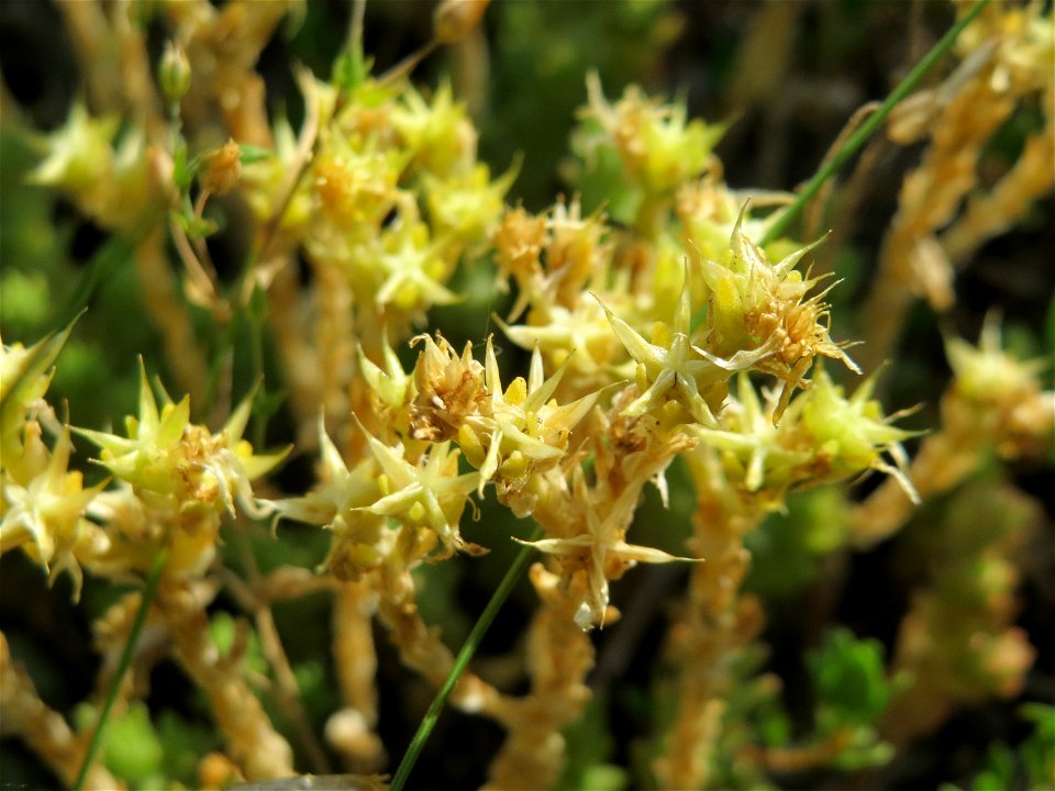 Scharfer Mauerpfeffer (Sedum acre) im Schwetzinger Hardt