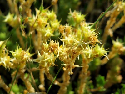 Scharfer Mauerpfeffer (Sedum acre) im Schwetzinger Hardt