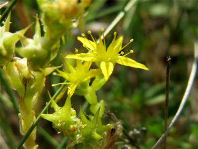 Scharfer Mauerpfeffer (Sedum acre) im Schwetzinger Hardt