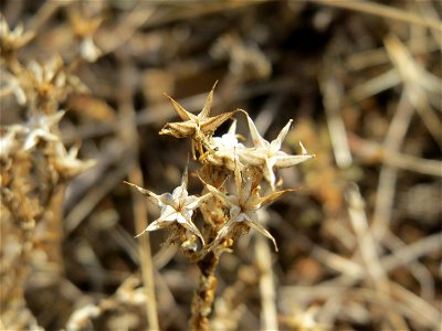 Scharfer Mauerpfeffer (Sedum acre) auf der Friedenshöhe (Oftersheim)
