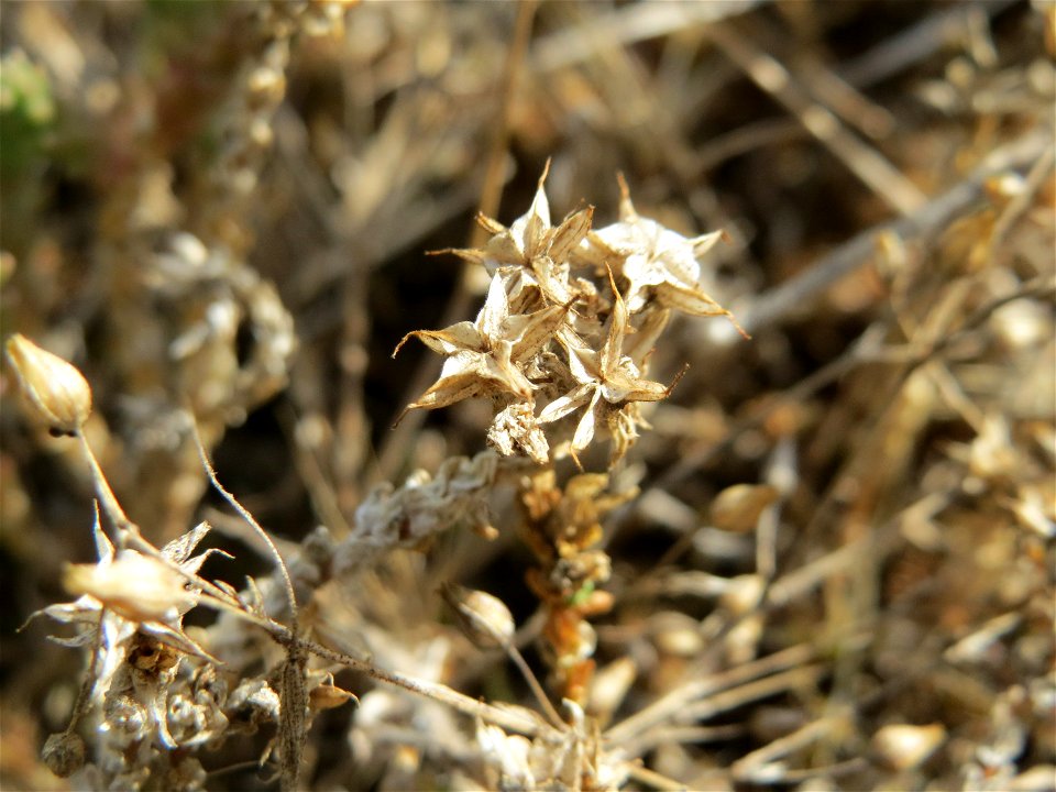 Scharfer Mauerpfeffer (Sedum acre) auf der Friedenshöhe (Oftersheim)