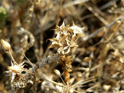 Scharfer Mauerpfeffer (Sedum acre) auf der Friedenshöhe (Oftersheim)
