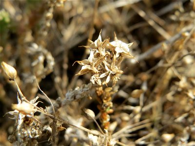 Scharfer Mauerpfeffer (Sedum acre) auf der Friedenshöhe (Oftersheim) photo