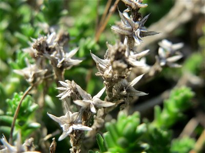 Scharfer Mauerpfeffer (Sedum acre) im Schwetzinger Hardt