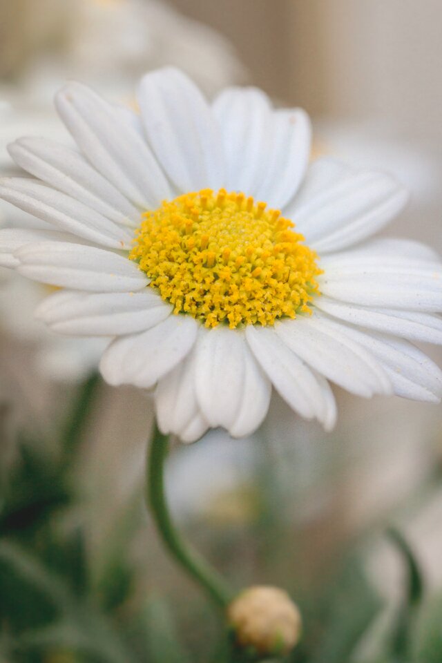 Yellow spring blossom