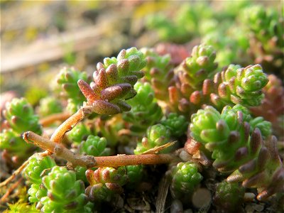Scharfer Mauerpfeffer (Sedum acre) bei Reilingen