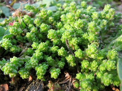 Scharfer Mauerpfeffer (Sedum acre) bei Reilingen