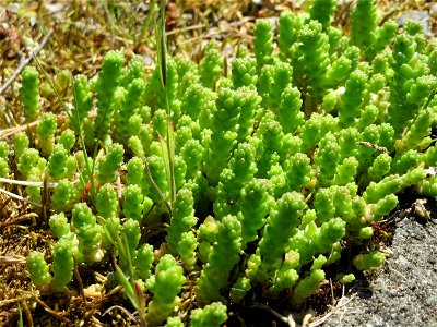 Scharfer Mauerpfeffer (Sedum acre) am Tierfriedhof Saarbrücken - der südliche Teil liegt im Landschaftsschutzgebiet „Drahtzugweiher und das Habsterwiesental“