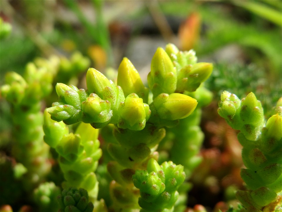 Scharfer Mauerpfeffer (Sedum acre) an der A620 in Alt-Saarbrücken