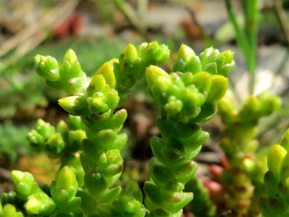 Scharfer Mauerpfeffer (Sedum acre) an der A620 in Alt-Saarbrücken