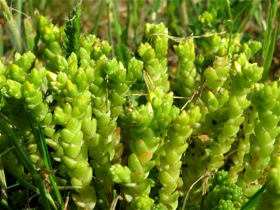 Scharfer Mauerpfeffer (Sedum acre) an der A620 in Alt-Saarbrücken
