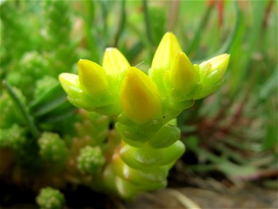 Scharfer Mauerpfeffer (Sedum acre) an der A620 in Saarbrücken