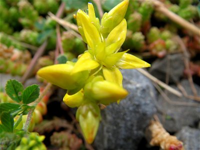 Scharfer Mauerpfeffer (Sedum acre) am Bahnhof Bruchmühlbach-Miesau
