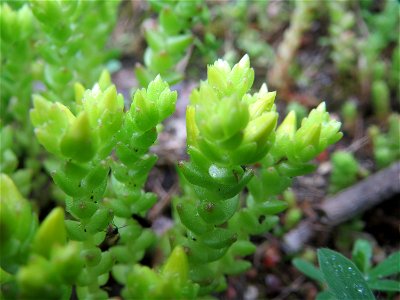 Scharfer Mauerpfeffer (Sedum acre) im Schwetzinger Hardt