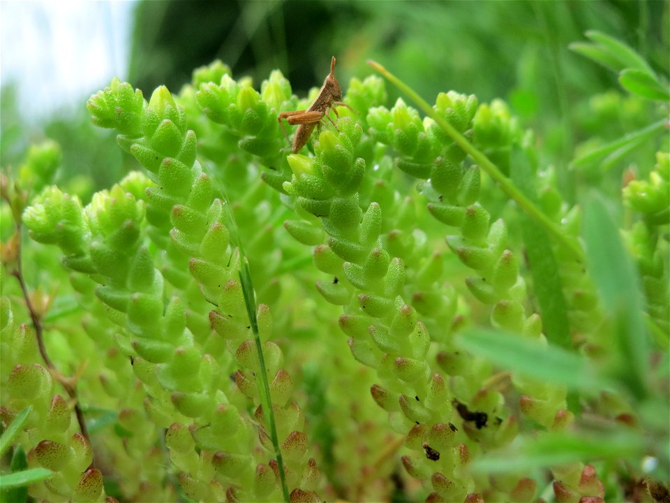 Scharfer Mauerpfeffer (Sedum acre) im Schwetzinger Hardt