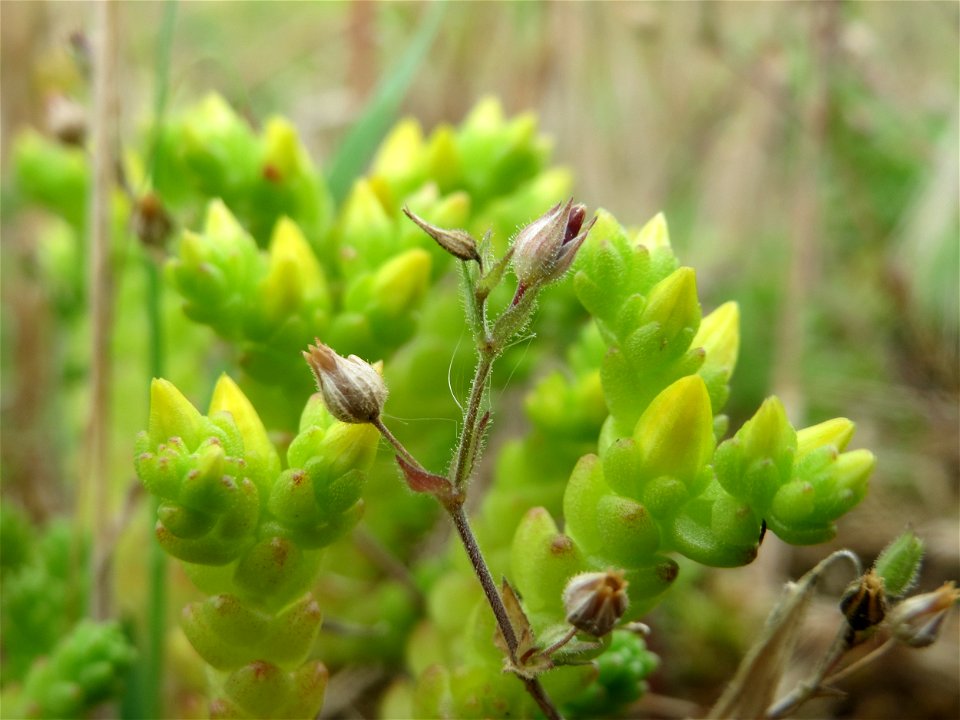Scharfer Mauerpfeffer (Sedum acre) an der Friedenshöhe (Naturschutzgebiet „Oftersheimer Dünen“)