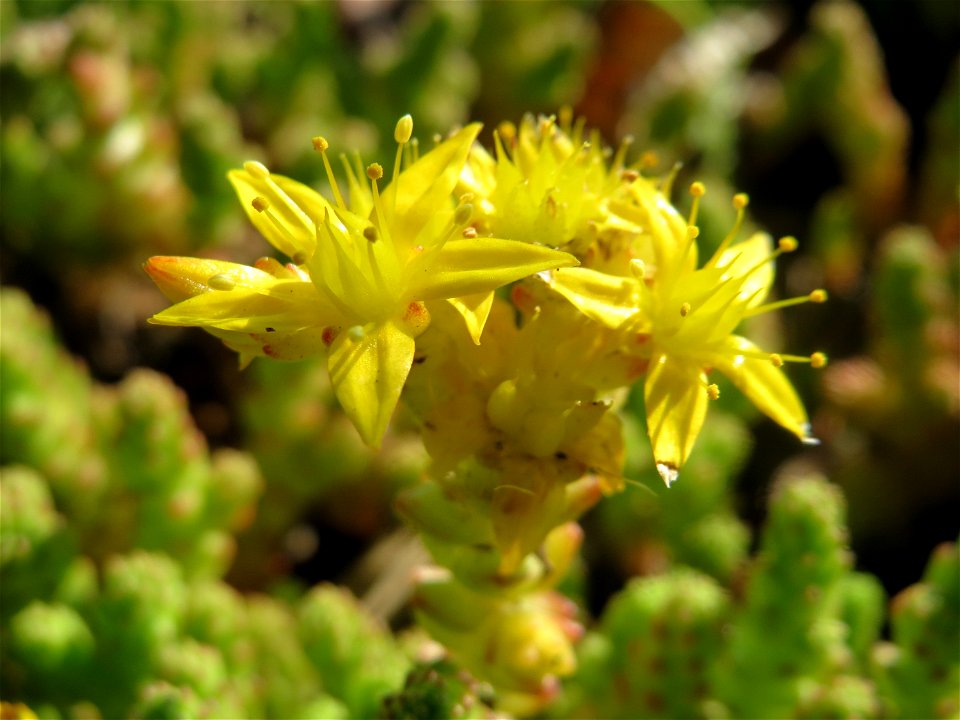 Scharfer Mauerpfeffer (Sedum acre) in Hockenheim