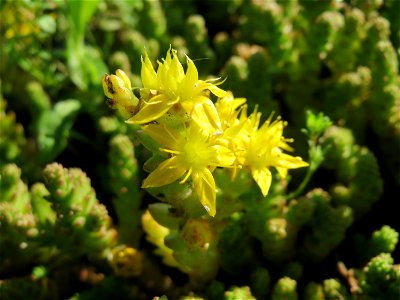 Scharfer Mauerpfeffer (Sedum acre) in Hockenheim