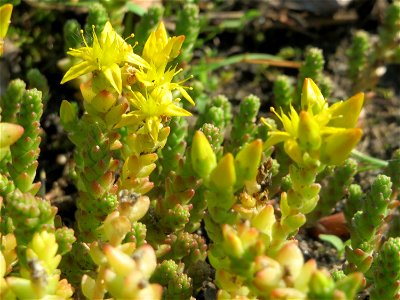 Scharfer Mauerpfeffer (Sedum acre) in Hockenheim
