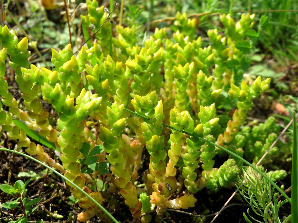 Scharfer Mauerpfeffer (Sedum acre) im Schwetzinger Hardt - an der Bahnstrecke Mannheim-Karlsruhe findet sich ein kleines Sandmagerrasen-Biotop mit typischer Binnendünen-Vegetation