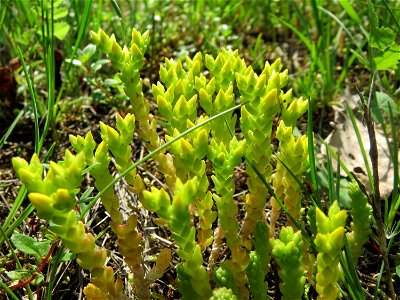 Scharfer Mauerpfeffer (Sedum acre) im Schwetzinger Hardt - an der Bahnstrecke Mannheim-Karlsruhe findet sich ein kleines Sandmagerrasen-Biotop mit typischer Binnendünen-Vegetation