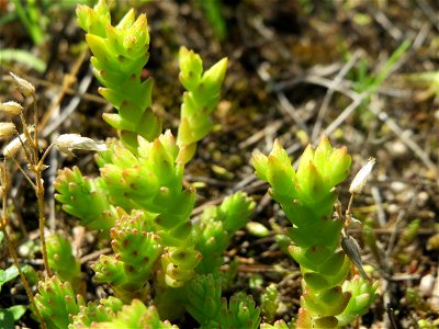 Scharfer Mauerpfeffer (Sedum acre) im Schwetzinger Hardt - an der Bahnstrecke Mannheim-Karlsruhe findet sich ein kleines Sandmagerrasen-Biotop mit typischer Binnendünen-Vegetation