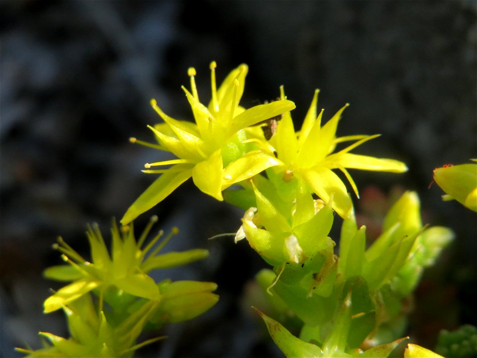 Scharfer Mauerpfeffer (Sedum acre) in Hockenheim-Talhaus