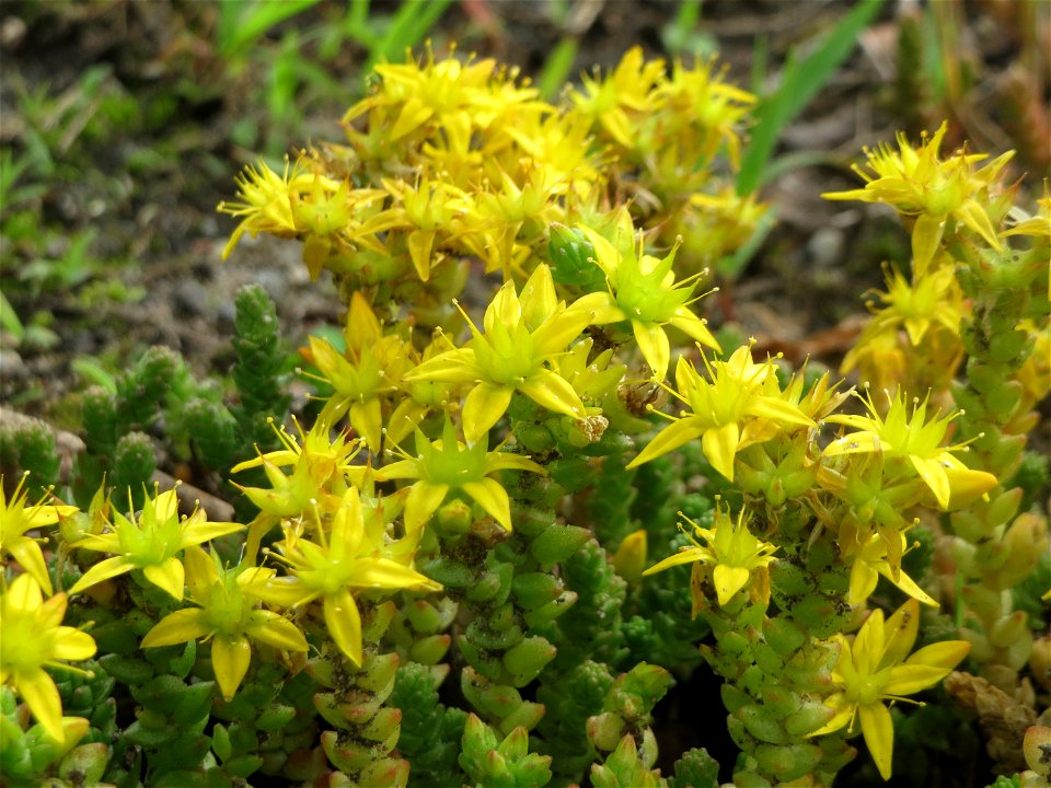 Scharfer Mauerpfeffer (Sedum acre) in Hockenheim