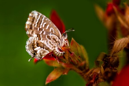 Summer macro garden