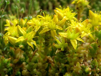 Scharfer Mauerpfeffer (Sedum acre) in Hockenheim