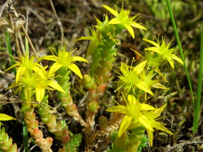 Scharfer Mauerpfeffer (Sedum acre) in Hockenheim
