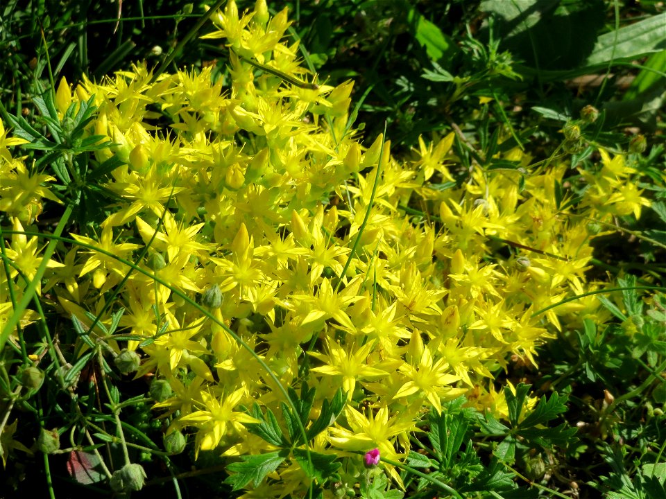 Scharfer Mauerpfeffer (Sedum acre) in Hockenheim