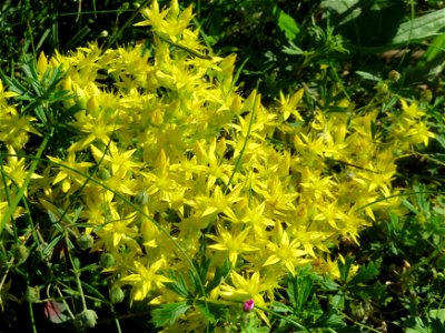 Scharfer Mauerpfeffer (Sedum acre) in Hockenheim