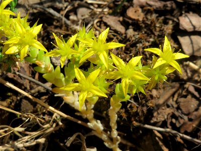 Scharfer Mauerpfeffer (Sedum acre) in Hockenheim