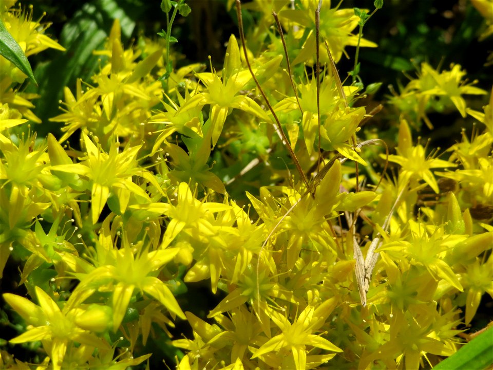 Scharfer Mauerpfeffer (Sedum acre) in Hockenheim