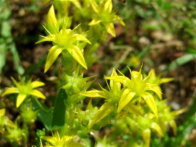 Scharfer Mauerpfeffer (Sedum acre) in Hockenheim